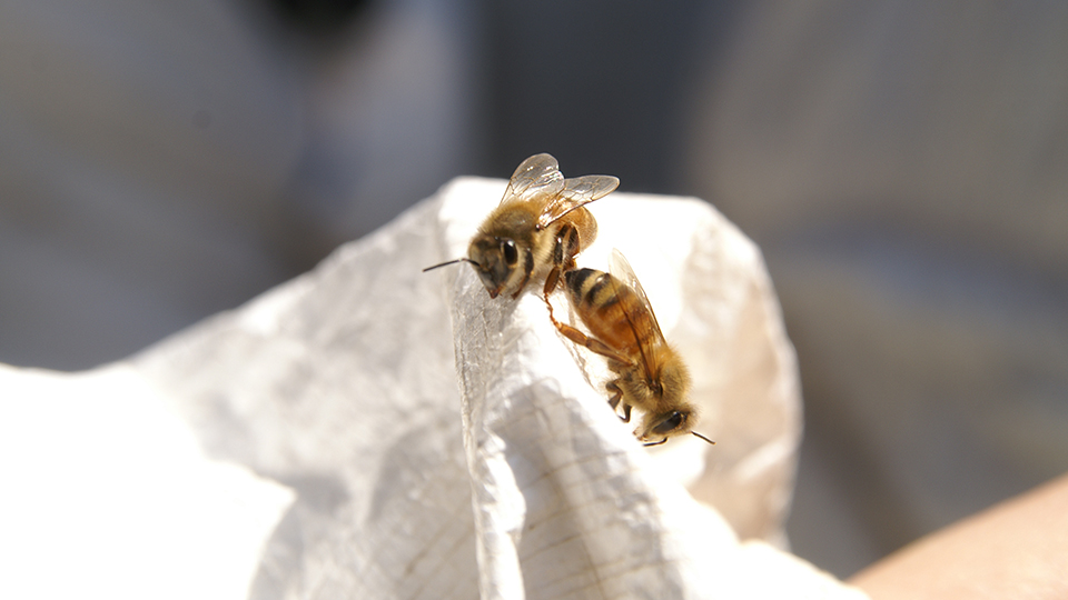 特定非营利活动法人银座蜜蜂项目